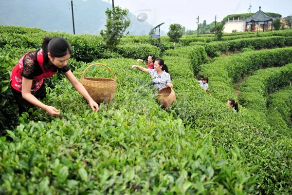 比肩星巴克？新中式茶飲的下半場(chǎng)得好好抓抓供應(yīng)鏈管理這門課了