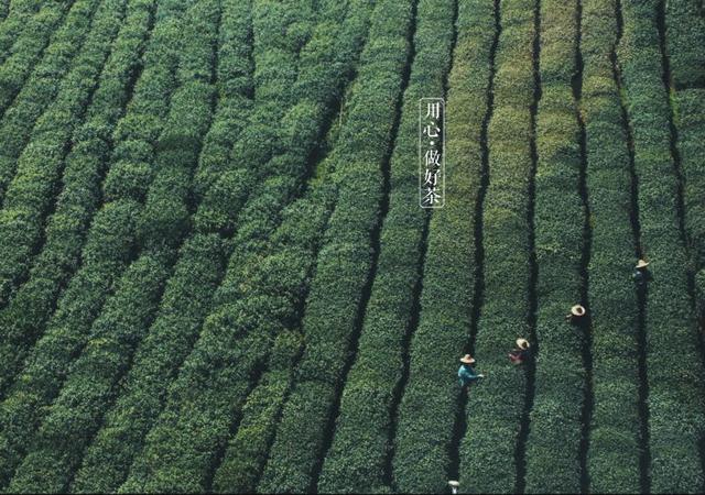 如何掘金500億新茶飲市場，打造一杯有故事的黑龍茶？