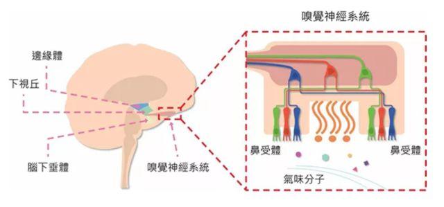 讓消費(fèi)者欲罷不能的氣味營銷，餐飲人該如何實(shí)現(xiàn)？ | 餐見