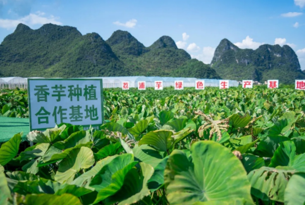 在檳榔芋優(yōu)質(zhì)產(chǎn)區(qū)共建種植基地，喜茶持續(xù)推動新茶飲供應(yīng)鏈專業(yè)化發(fā)展|餐飲界